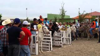 Carrera de burros en higueras [upl. by Mareld]