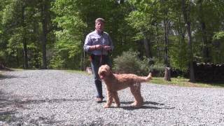 Fitz  Goldendoodle Puppy Training [upl. by Lanta]