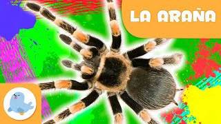 La araña 🕷️ Animales para niños 🌱 Epsiodio 10 [upl. by Docia]