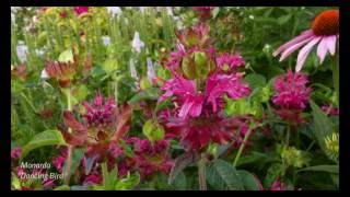 Monarda Dancing Bird®  2016 4K [upl. by Azeret]