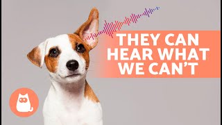 6 SOUNDS That Only DOGS CAN HEAR 🐶🔊 [upl. by Inesita]