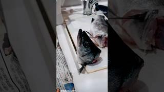 Japan make sashimi sea ​​bass 🇯🇵 日本食 ヒラスズキ japan fishing [upl. by Caine486]