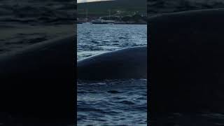 Amazing CloseUp Humpback Whale Exhaling in Mauiquot [upl. by Sturdivant]