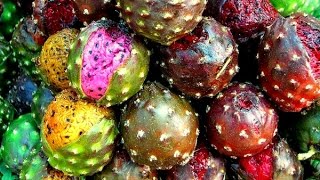 Cultivo de Pitaya con Buenas Prácticas Agrícolas  TvAgro por Juan Gonzalo Angel [upl. by Eimak]