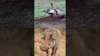 what is happening to Mr Kasongo today 😅foryou wildlife funnyanimlas trending shorts fyp [upl. by Elora]