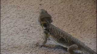 Female bearded dragon waving [upl. by Razid]