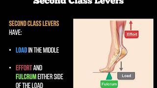 Biomechanics  Levers [upl. by Sanford]