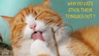 Why do cats stick their tongues out [upl. by Bodwell]