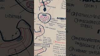 peyronies disease newarticlepyroneisDisease signalling pathway comming soonsubscribe and wait [upl. by Tsew167]