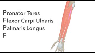 Muscles of the Anterior Forearm  Animated Anatomy [upl. by Aserahs]