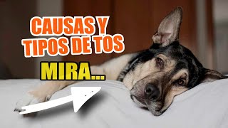 🐶CAUSAS comunes de TOS en PERROS y TIPOS de TOS👇 [upl. by Byrdie769]