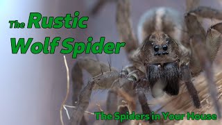 The Spiders in Your House  The Rustic Wolf Spider [upl. by Nibot]