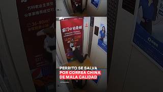 Perrito está a punto de morir pero correa china de mala calidad lo salva  N Shorts [upl. by Naltiac]