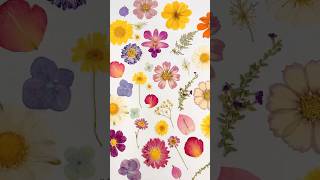 Watch our pressed flowers🌸✨ [upl. by Eintirb]