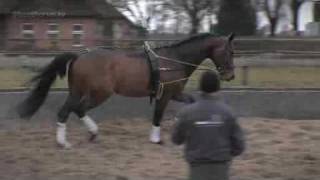 Abouthorses cursus paarden longeren [upl. by Farrar]