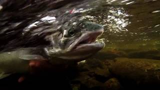 Salmon River Steelhead Pulaksi NY  In Pursuit of Steelhead Vol I [upl. by Cosette]