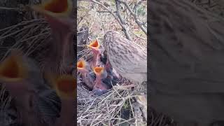 babbler feeding birds nest nature wildlife nesting [upl. by Hylton487]