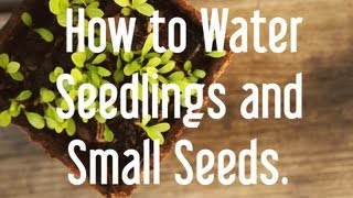 How to Start Seeds Watering Seedlings amp Small Seeds [upl. by Joris]