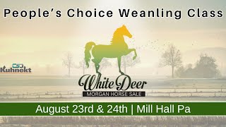 Peoples Choice Weanling Class  2024 White Deer Morgan Horse Sale [upl. by Horick]