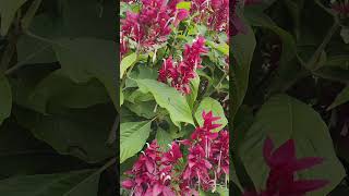 Brazilian red cloak Full video in Nano gardens salis world [upl. by Jeraldine]