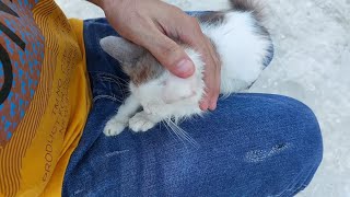 Cute Kitten Shows LOVE While Sitting on Lap [upl. by Carter]