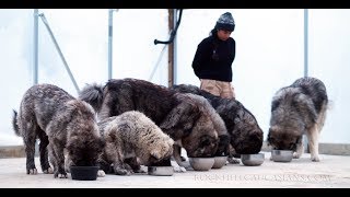 Alpha dog controlling a big Pack [upl. by Meda]