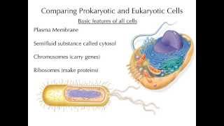 Comparing prokaryotic and eukaryotic cells [upl. by Nnyltak]