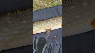 Nice pike at blessington lake ireland fishing fishingshorts lakelifeisthebestlife short [upl. by Anirahc]