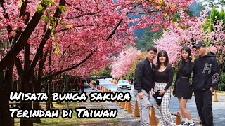 三峽大熊櫻花林 KEINDAHAN BUNGA SAKURA PALING KEREN DI NEW TAIPEI  TAK PERLU KE JEPANG TAIWAN PUN ADA [upl. by Nitsej]