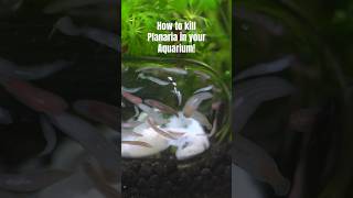 My aquarium is infested with planaria [upl. by Fadiman]