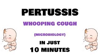 Pertussis  Microbiology Bordetella pertussis  clinical features investigations treatment [upl. by Abihsat527]