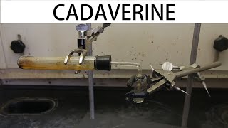 How to make cadaverine the smell of death [upl. by Modie]