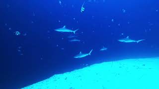 MOOFUSHI SHARK PASS WITH SANDRA SAMUEL JAN [upl. by Dirgis]