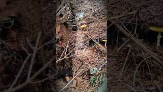 A Fairytale Forest FULL of Fly Agarics 🍄 amanita mushroom fungi funghi мухомор грибы shorts [upl. by Liagaba]