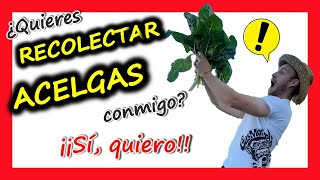 💥Cómo RECOLECTAR ACELGA🍃  RECOLECCIÓN de ACELGAS  FÁCIL🌟 [upl. by Salazar486]