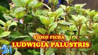 FICHA TÉCNICA PLANTA ACUATICA LUDWIGIA PALUSTRIS [upl. by Azar]