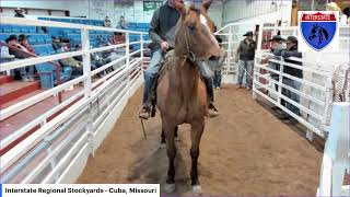 Interstate Regional Stockyards  Cuba Missouri [upl. by Vipul415]