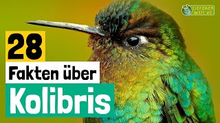 28 SteckbriefFakten über Kolibris  DokuWissen über Tiere  für Kinder [upl. by Eiramnwad]