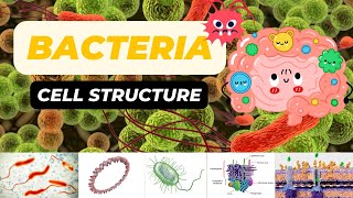 Bacterial Cell Structure [upl. by Einttirb985]