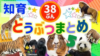 【子供向け 動物 知育アニメ】動物園のどうぶつたちの知育動画まとめ5★【38分連続再生】パンダ コアラ ぞうさん ライオンなど人気の動物が大集合！ 赤ちゃん 幼児が喜ぶ動物アニメ [upl. by Amelina]