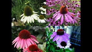 Amazing and Most Beautiful Echinacea Flowers  Coneflowers  Sun Hat [upl. by Kinnon629]