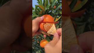 Satisfying fresh fruit farm fruitcutting mango apple fruit shorts [upl. by Riek611]