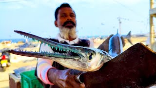 Houndfish Cutting  Fish Cutting Skills Sri Lanka [upl. by Roderich968]