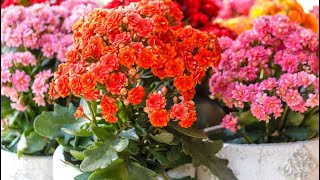 How to grow Kalanchoe plants and cuttings🌱🌱🌱 [upl. by Nyra]