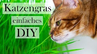 Katzen und Katzengras 😻🌿 DIY Tipps und Tricks zur Katzenernährung  CatWalk amp Amely Rose [upl. by Baron]