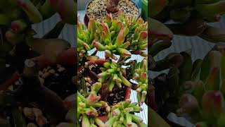 CRASSULA OVATA GOLLUM BONSAI 🌱plants garden succulent shorts [upl. by Flori]