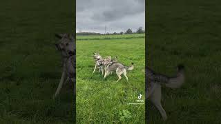 Saarloos Wolfhunde  Belle Amie mit Mom Enisha und Cousin Skjoll wolfhund wolfdogs [upl. by Sanborne377]