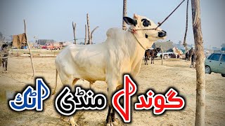 Gondal mandi today 2024 latest update ll Part 1 ll talagang mandi ll Jamil tv ll [upl. by Eenttirb]