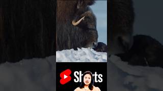 Bò xạ hương wildlife muskox AlaskaWildlife khampha short [upl. by Ellehsal]