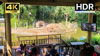 Singapore Zoo Animals Tour  4K HDR [upl. by Aihtak362]